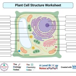 Label the parts of a plant cell worksheet answer key